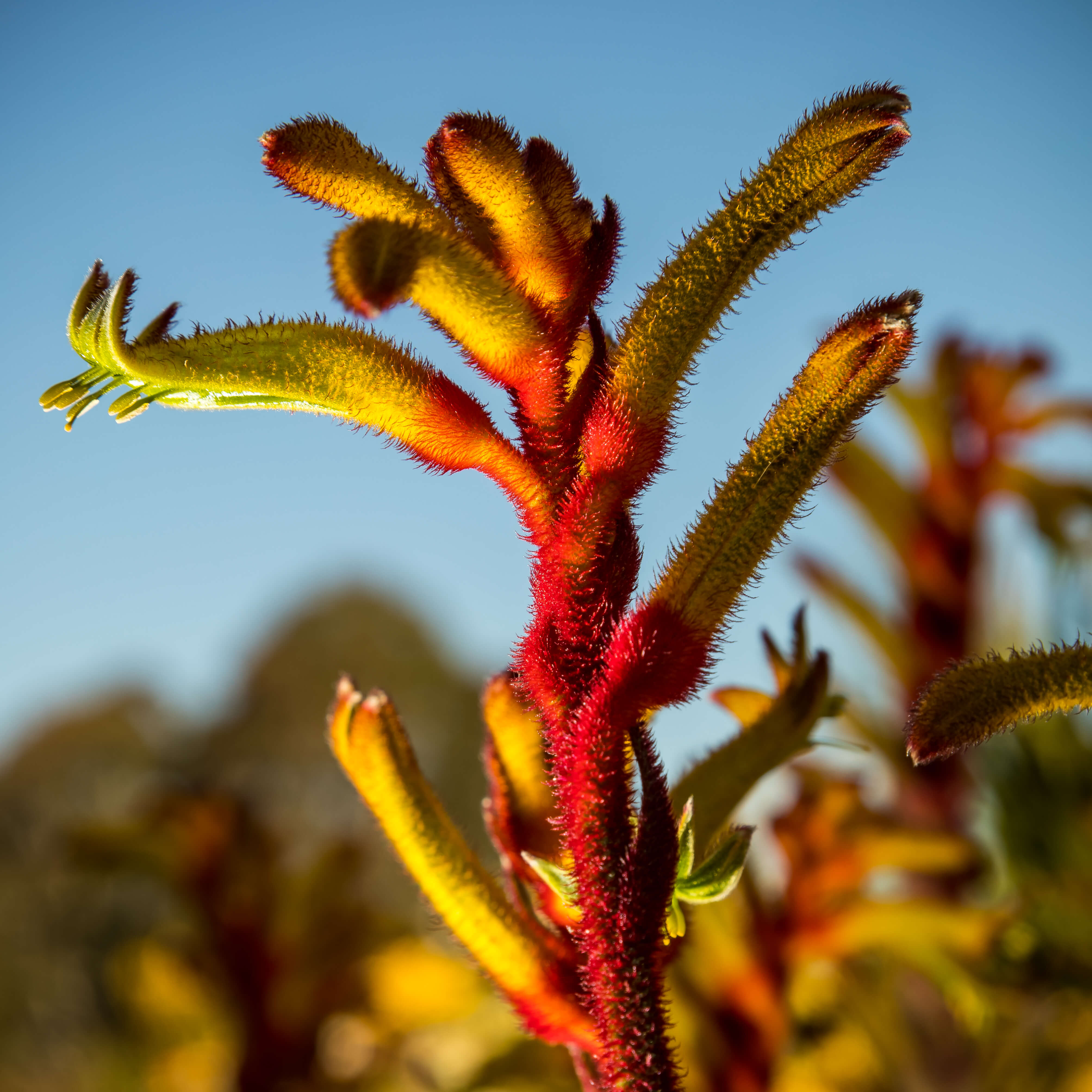 yellow and red kangaroo paws