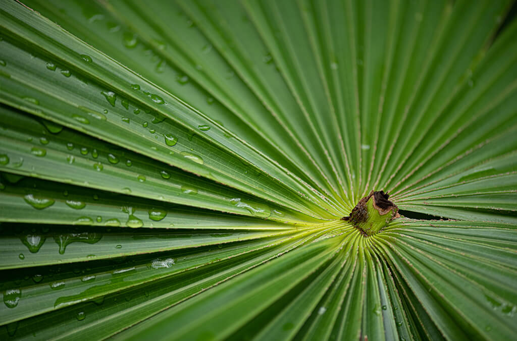 frond of livistona australis palm