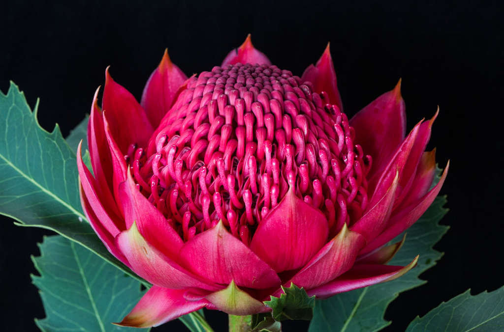 waratah red close up
