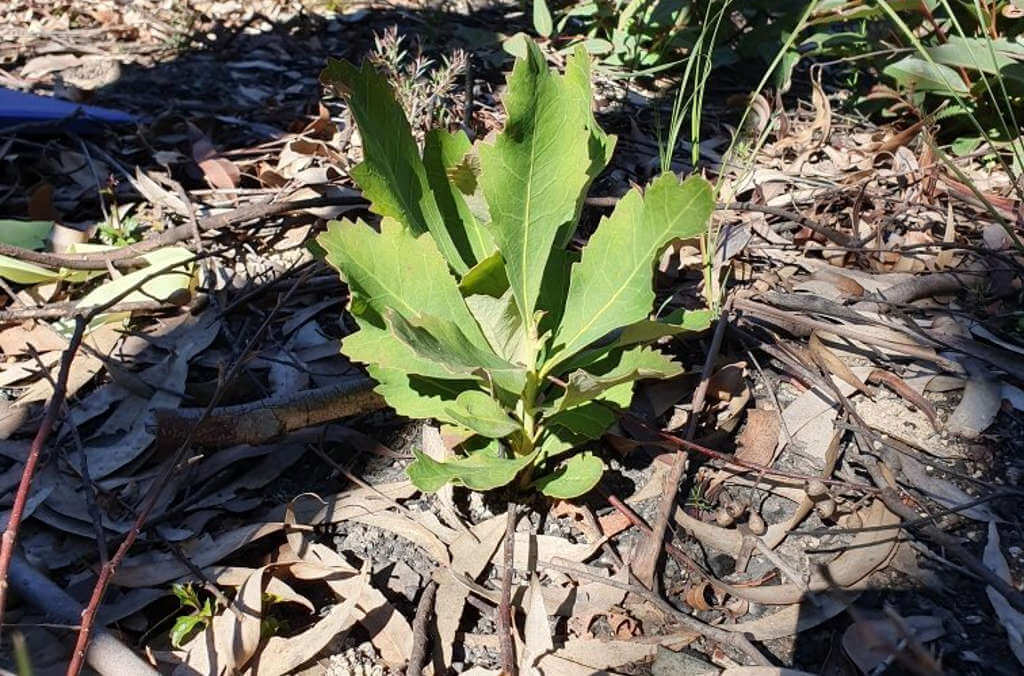 waratah specimen close up