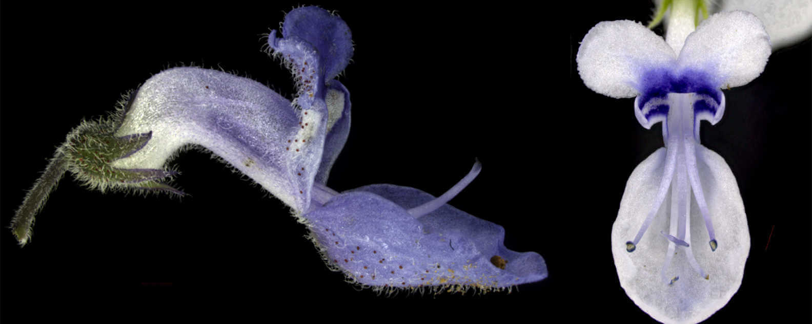 coleus close up hero