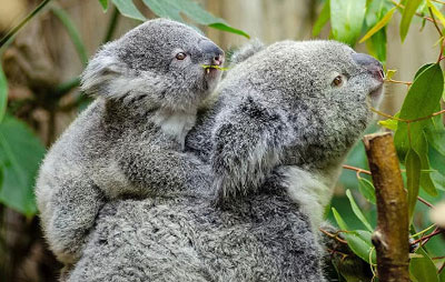 A koala and its joey
