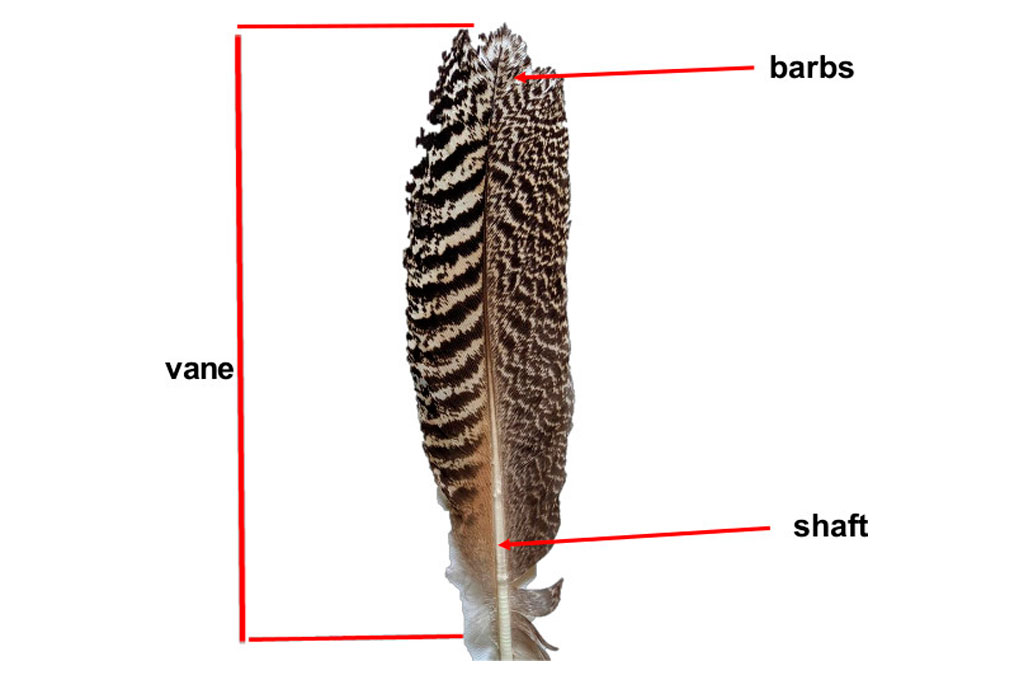 A feather with labels showing vane, shaft and barbs