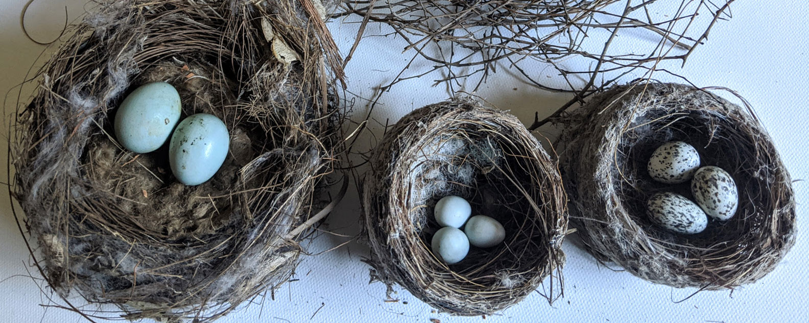 Three birds nests, each with different kinds of eggs in them