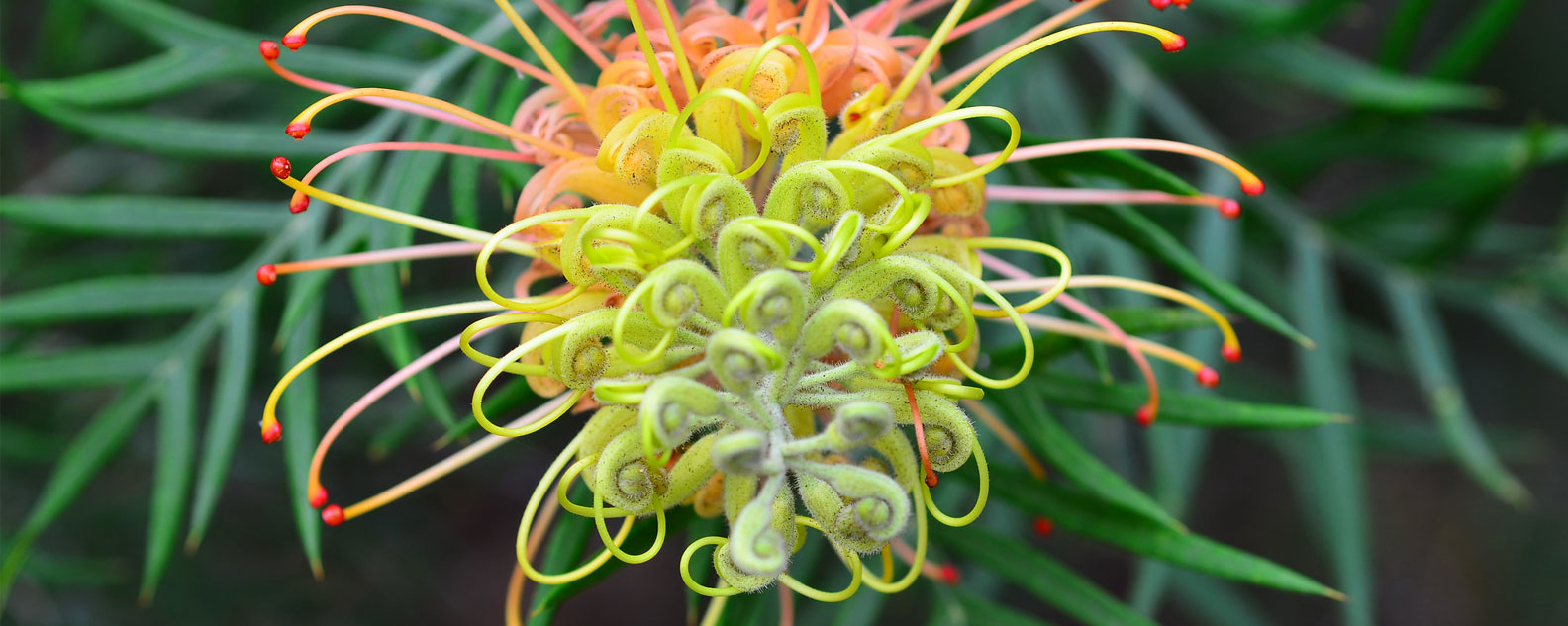 Close-up of an orange and yellow Philip-van-der-Kolff-Grevillea flower