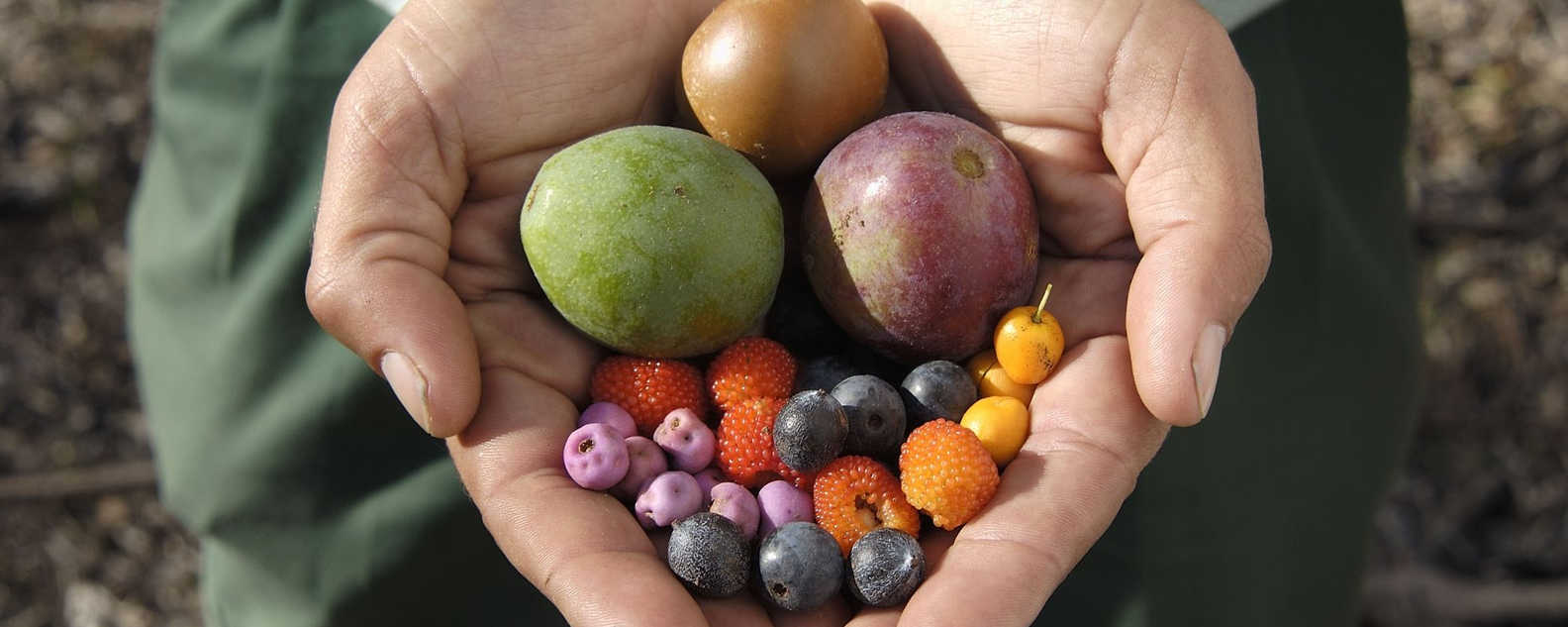 aboriginal bush tucker tour rbg hero