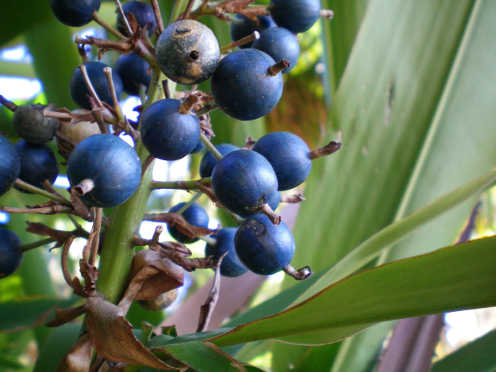 native plants thumbnail 