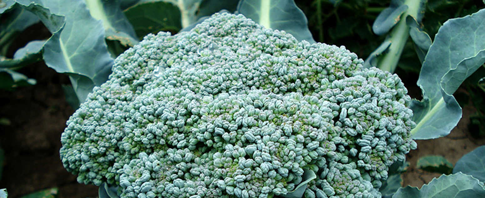 broccoli close up