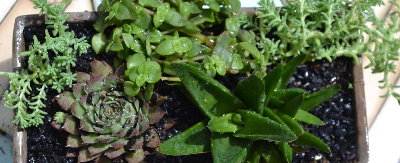 agave close up