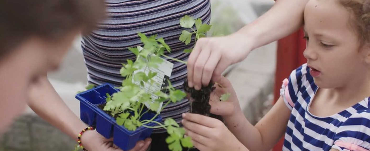 close up green plants