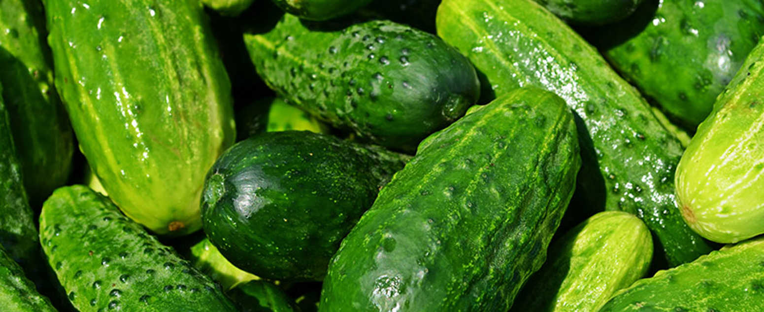 green cucumber close up