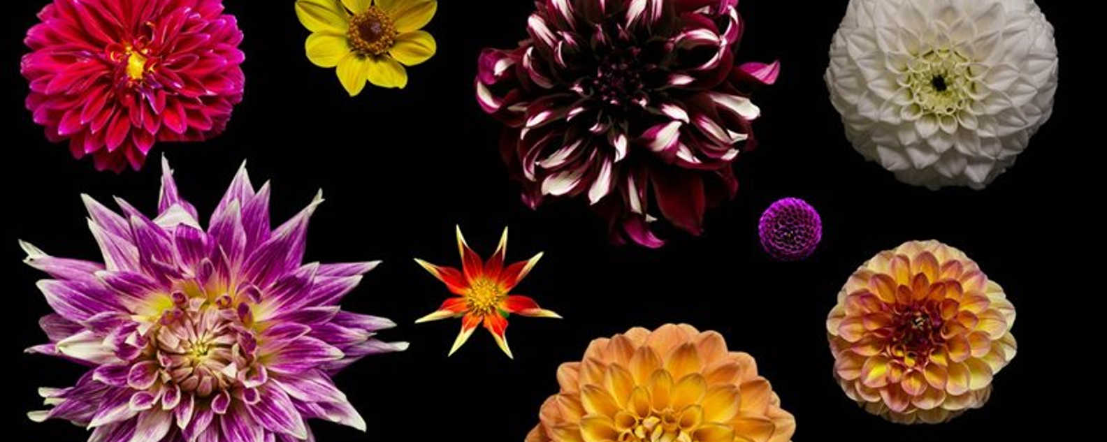 dahlias close up hero image