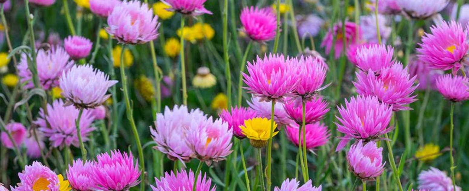 Paper daises abg close up