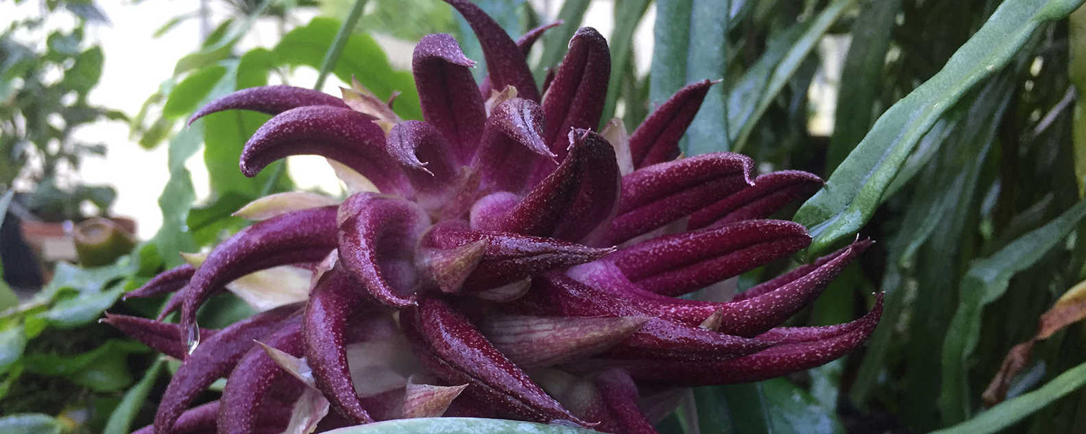 tongue orchid close up hero