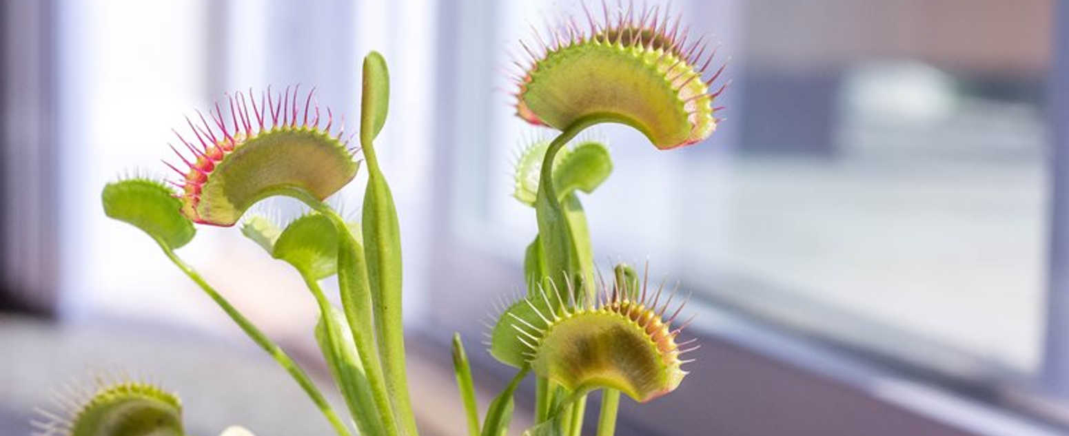 venus fly traps 