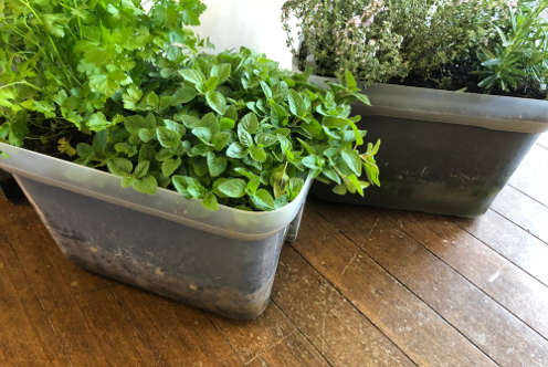 wicking garden thumbnail 