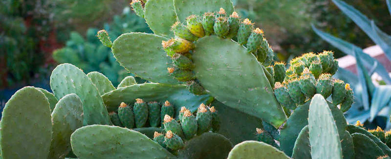 close up cactus succulent