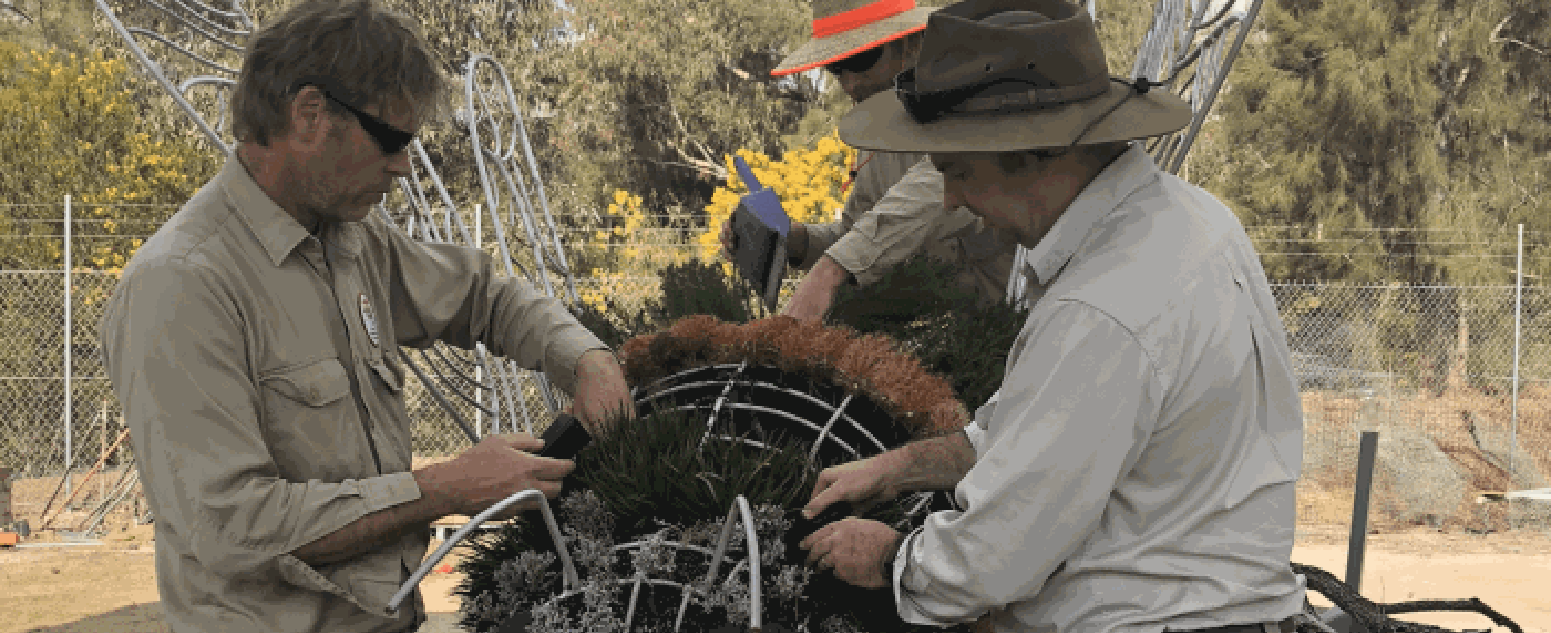 close up mount annan paper daises garden