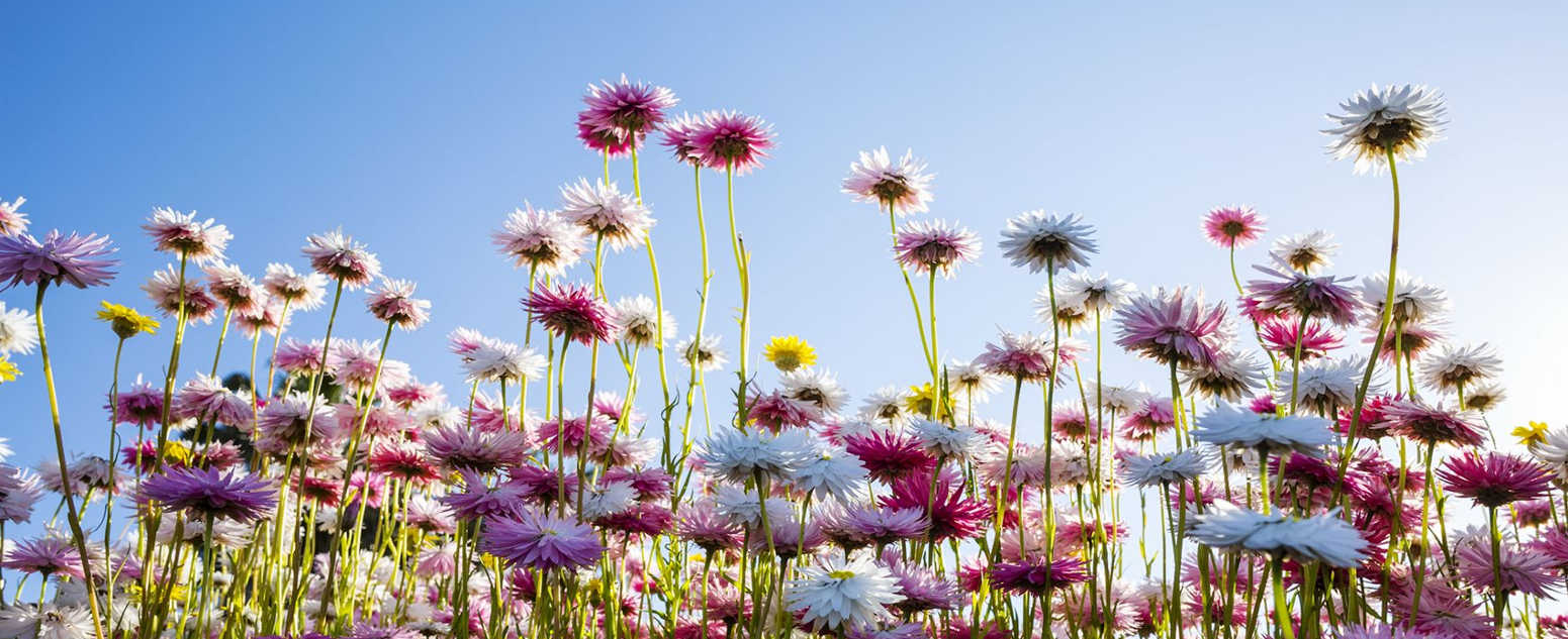 paper daises white and pink