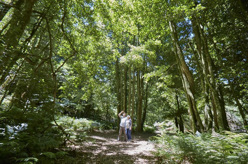 Australian rainforest bmbg