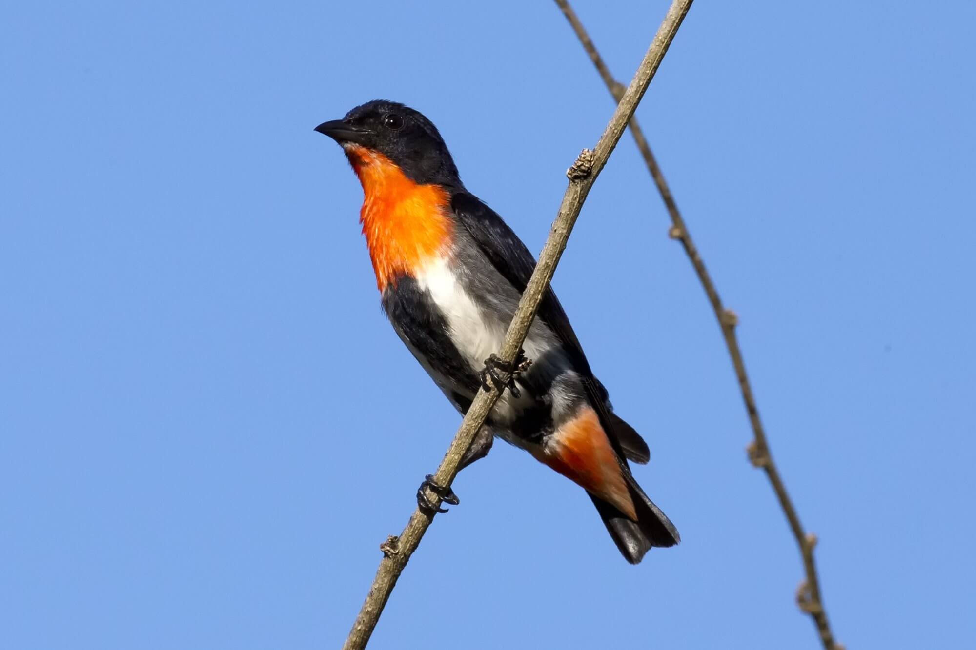 Male mistletoe bird