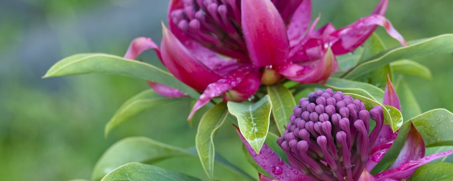 two waratah flowers