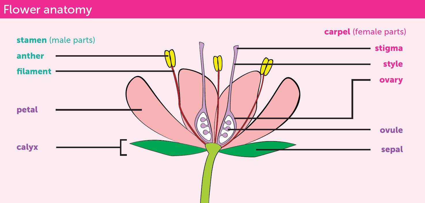 The Parts of a Flower