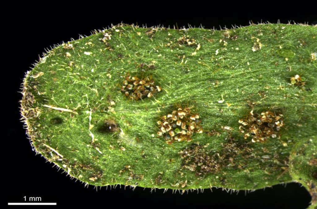 Close up of Oreogrammitis leonardi's lamina