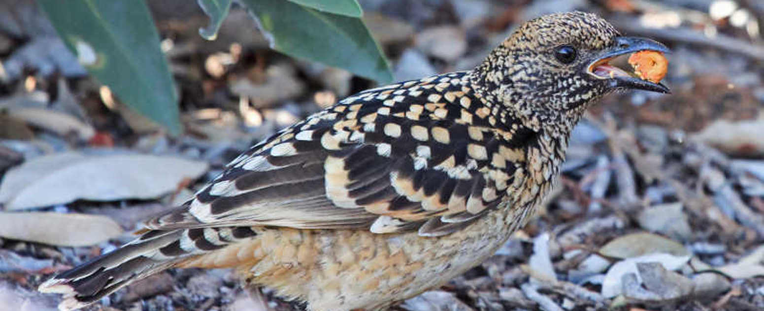 bower bird close up