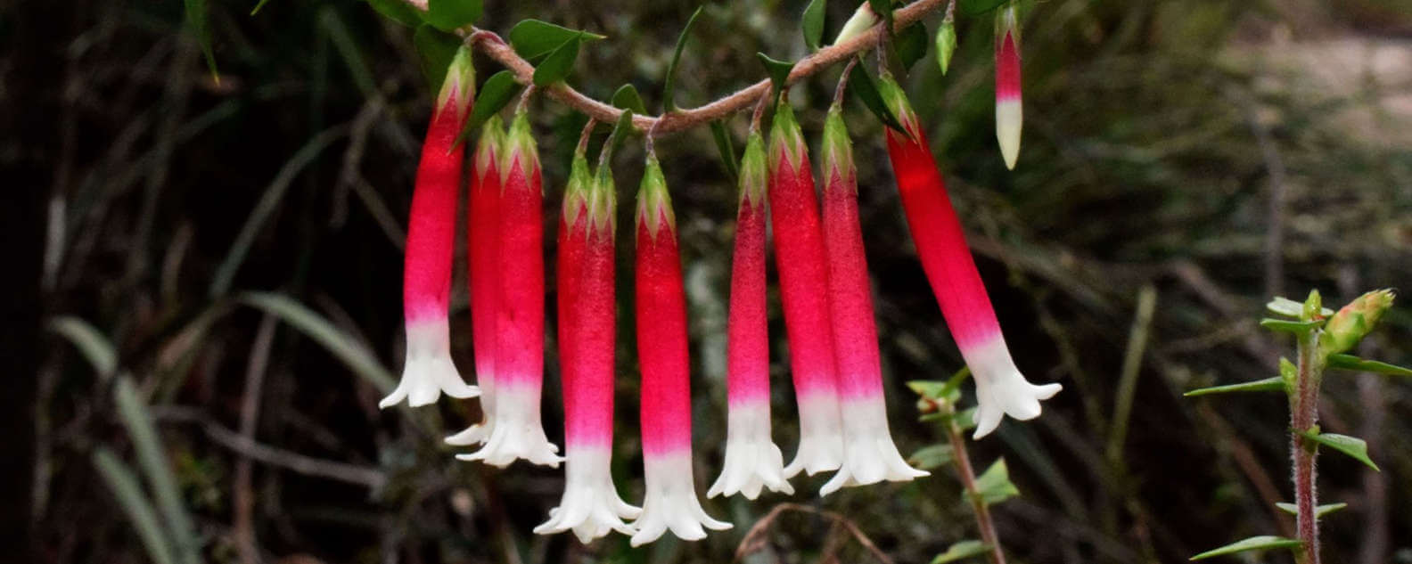red and white flower hero banner
