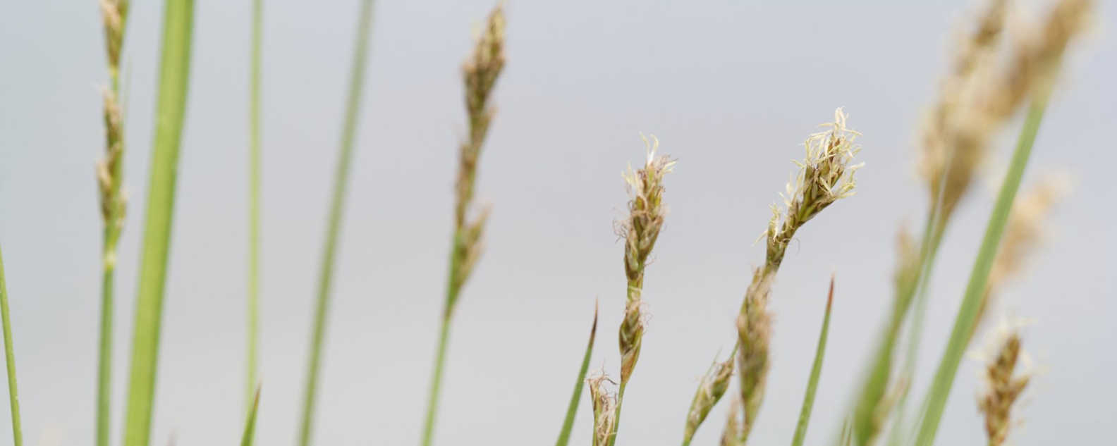 whats in a plant hero