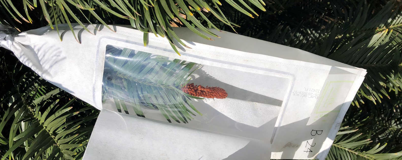 close up wollemi pine hero