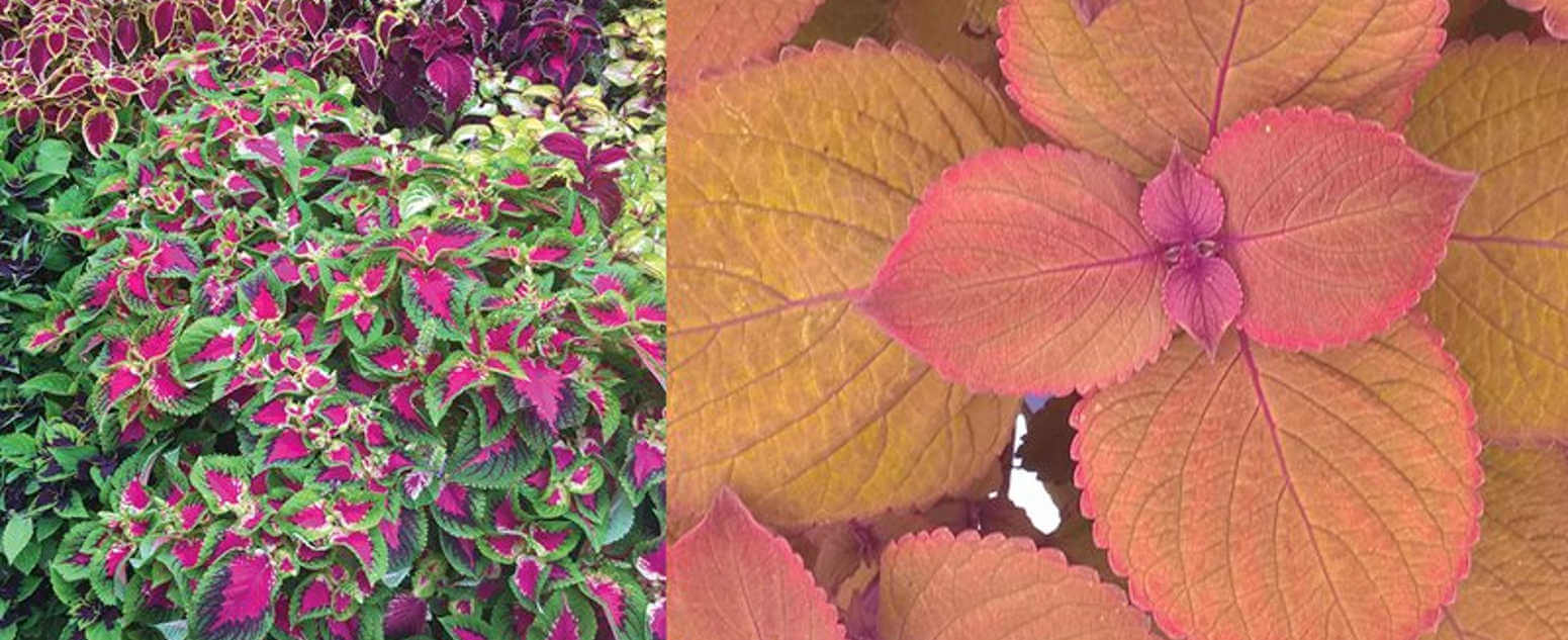 coleus close up hero a & b image