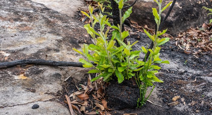 A lignotuber is a woody swelling of the root crown