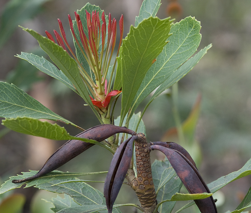 T. speciosissima seed pods
