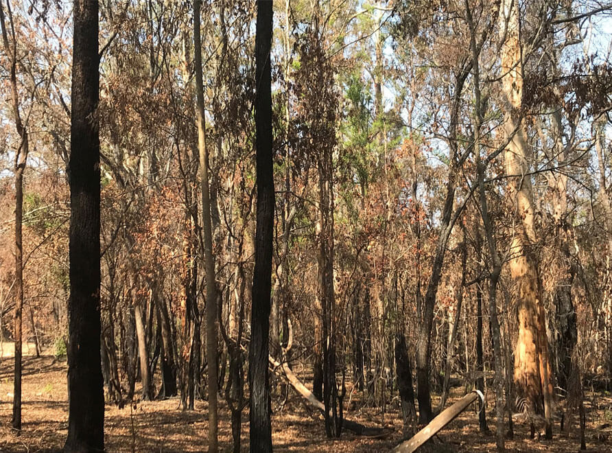 Trees regenerating in the bush after a fire