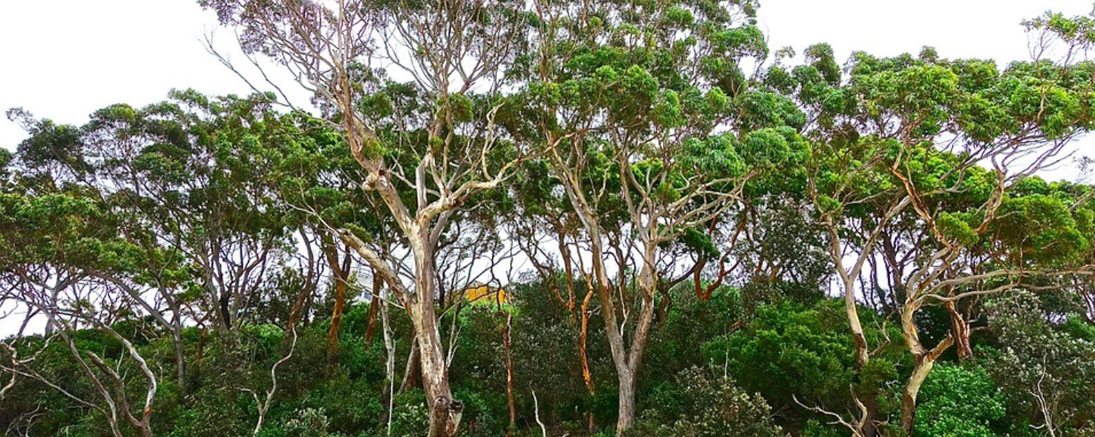 Trees in the Australian bush