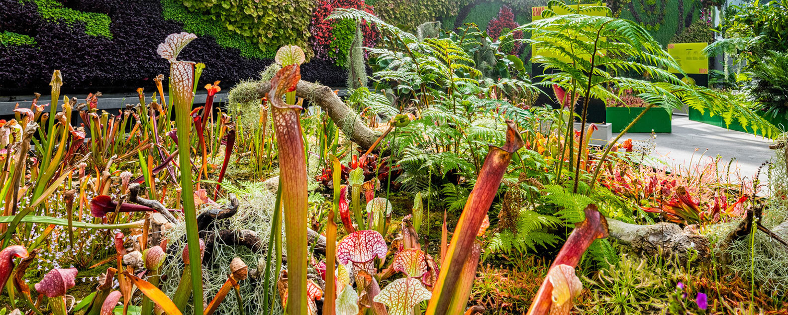 Carnivorous plants in The Calyx at the Royal Botanic Garden Sydney
