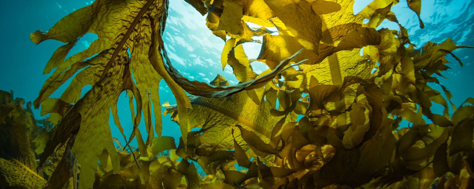 seaweed underwater