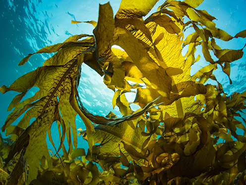 seaweed underwater