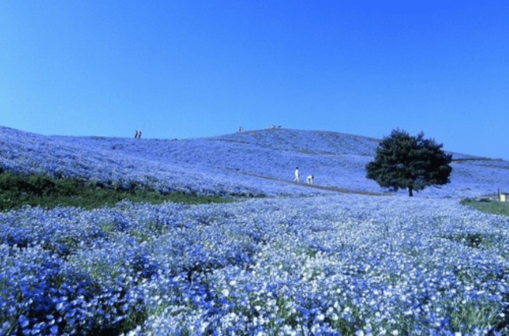 f&f close up ceramics listing