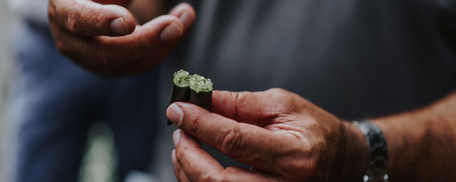 Tour guide holding an open finger lime
