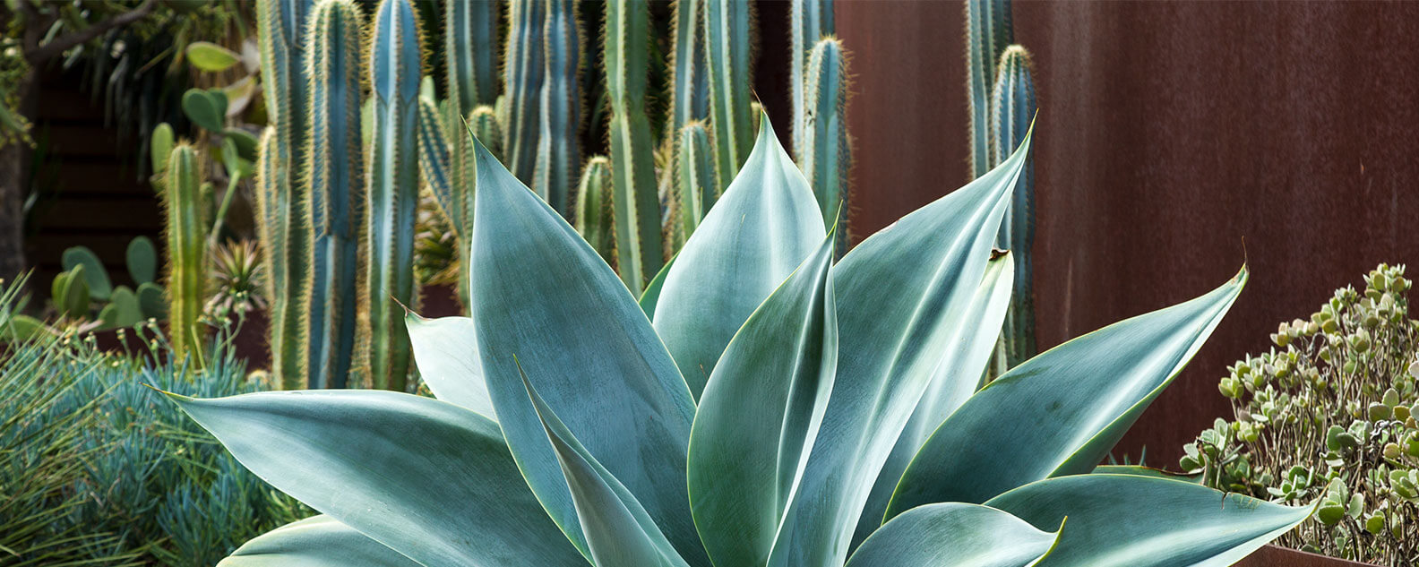 Close up of silver-green plant in the Succulent Garden