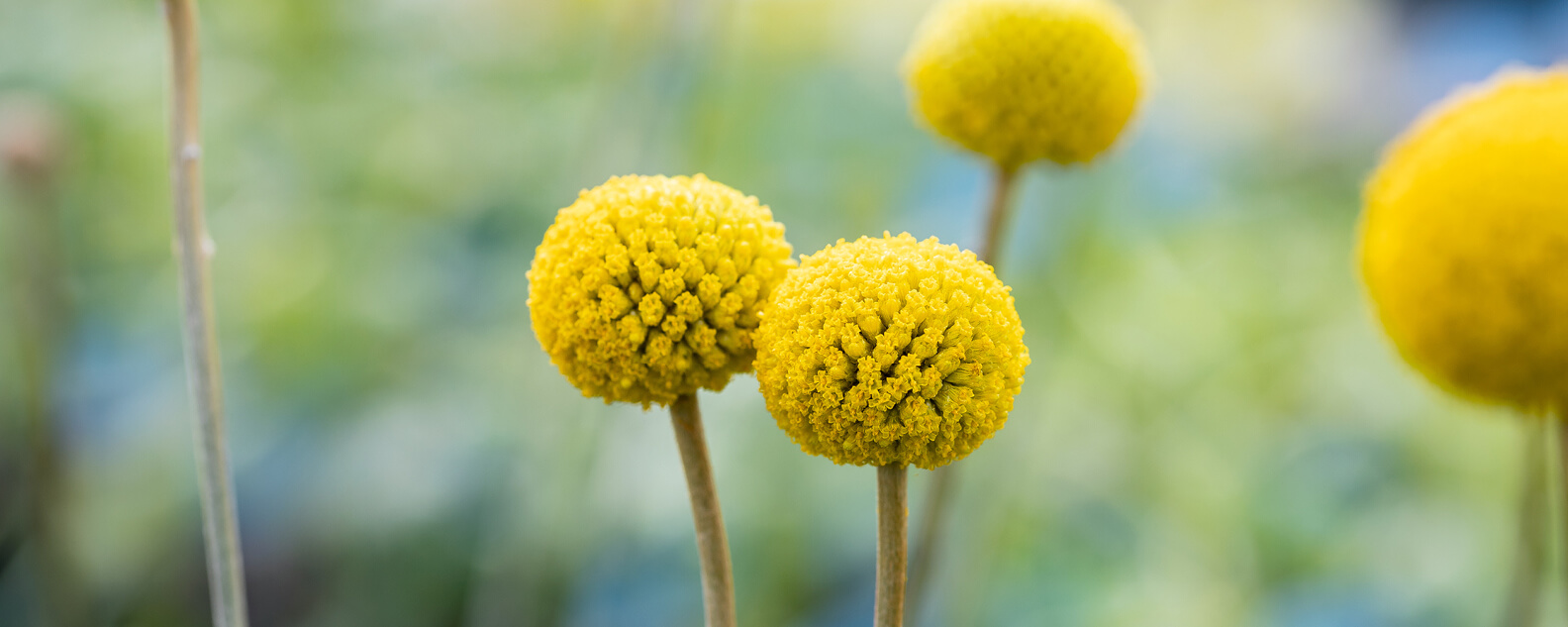 yellow billy buttons