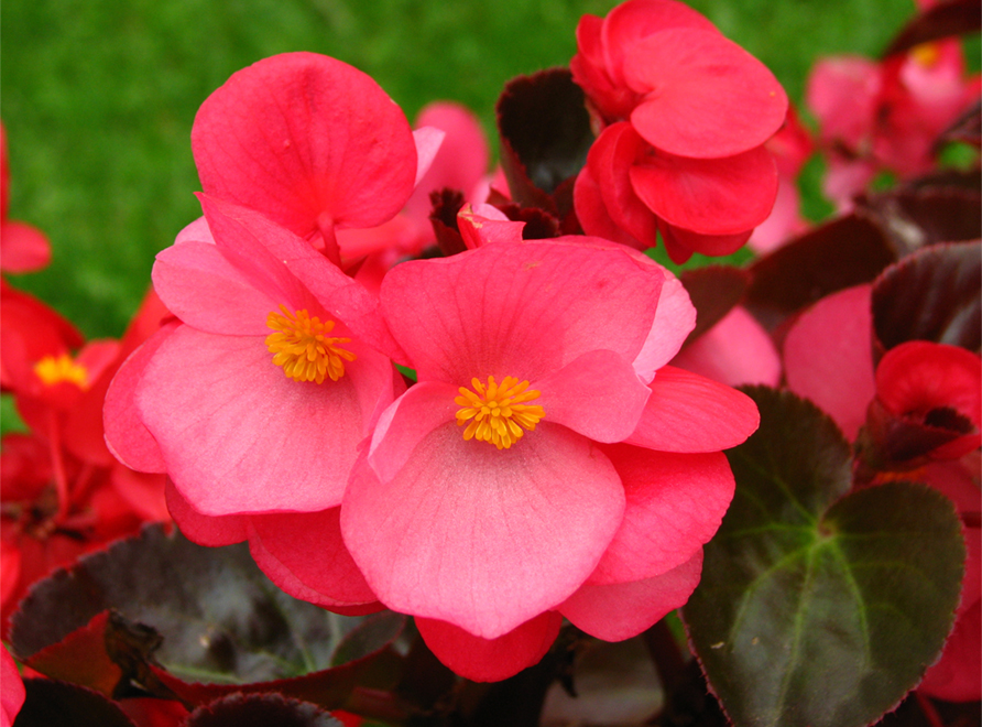 A red Begonia semperflorens