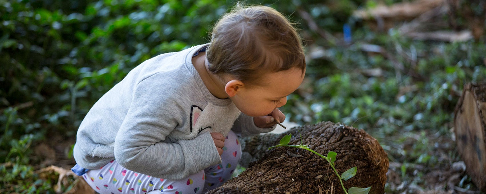 seedlings hero banner