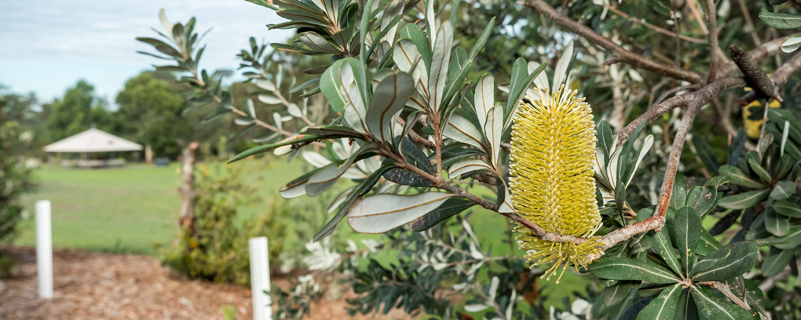 Banksia in bloom with a lawn and picnic shelter in the distance