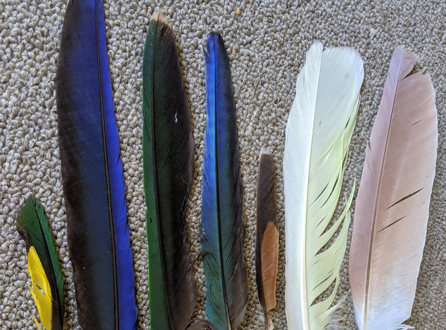 wing feathers