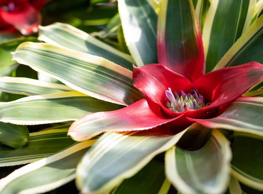 Blushing bromeliads - Neoregelia