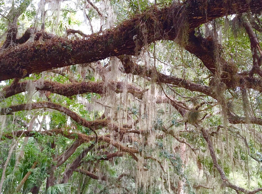 Spanish Moss growing on a tree